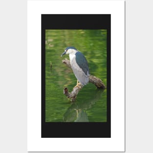 Heron with Green backdrop Posters and Art